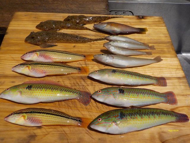 ボートの五目釣り 家島諸島で夏のキスベラ小物五目釣りは 面白い