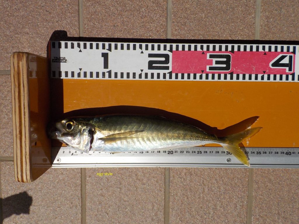 マルアジ尺サイズ34cmを前日の調査で釣る