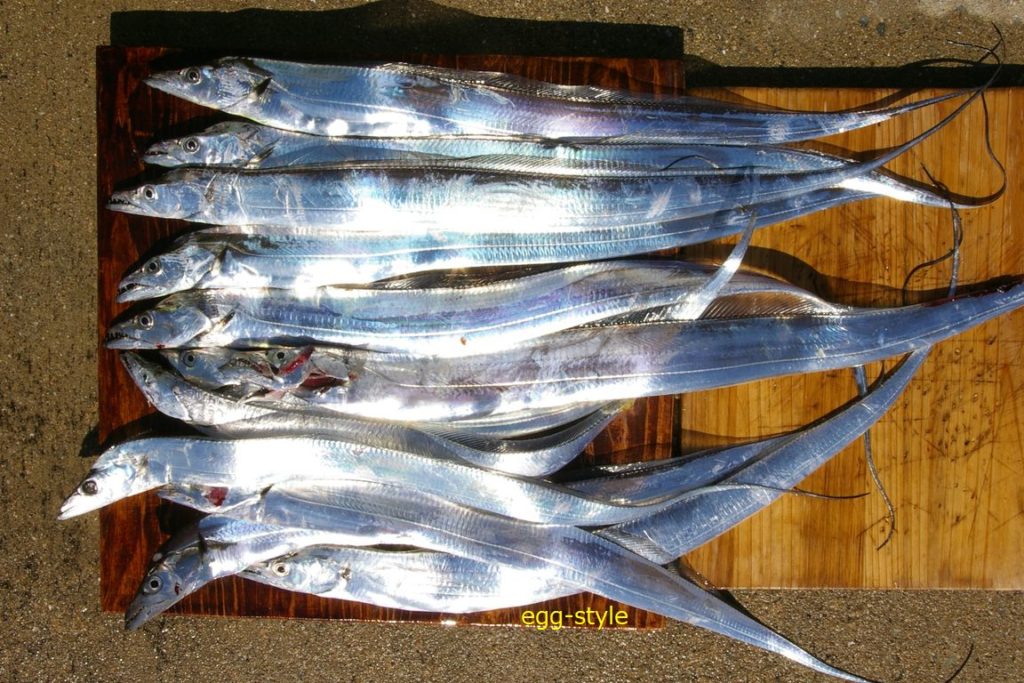 タチウオ釣り ボート釣り タチウオをテンヤ仕掛けで狙う