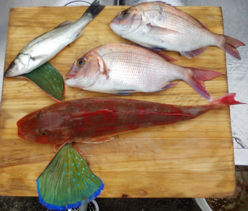 タイラバの鉛無垢ヘッドをマニュキアで着色して 魚の反応を見る