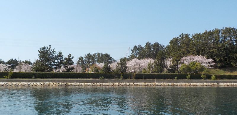 西二見ボートパーク対岸の桜