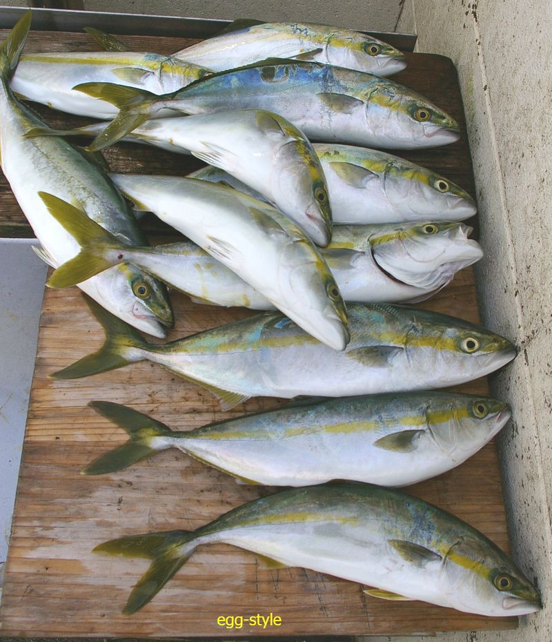 ボート釣り イワシの落とし込み釣りで 家島諸島のツバスを狙う 19 9 2