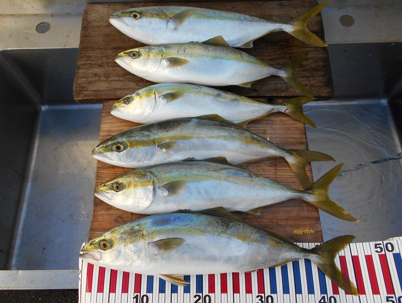 ボート釣り 明石沖で青物 ブリ 狙いのイカエサ釣り 19 12 16