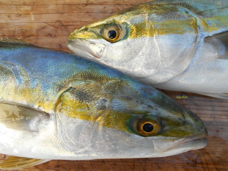 ボート釣り 明石沖で青物 ブリ 狙いのイカエサ釣り 19 12 16