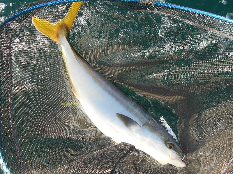 ボート釣りジギング ジグでブリクラスの青物を狙う釣り方