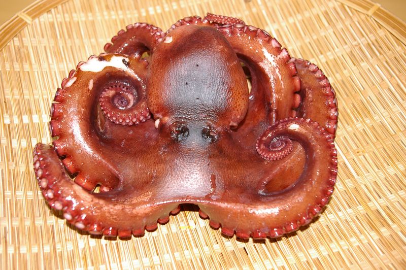 明石タコは 絶品の肴 初夏から晩秋迄の釣りものの絶妙な旨さ
