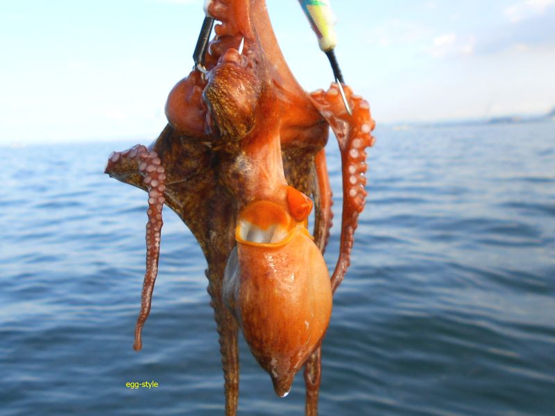 ボート釣りで明石沖のタコを狙う