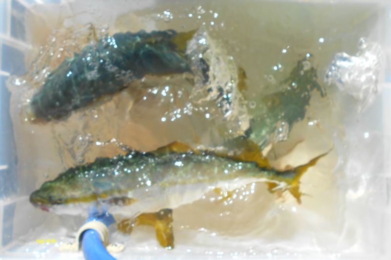 明石沖 チョクリ釣り 落とし込み釣りでハマチを狙うボート釣り 9 6