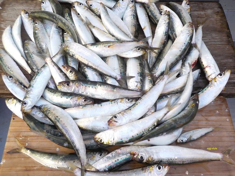 釣れた日の潮と月齢の傾向 満月の大潮はどうかな 釣れた日の潮と月齢の傾向 満月の大潮はどうかな