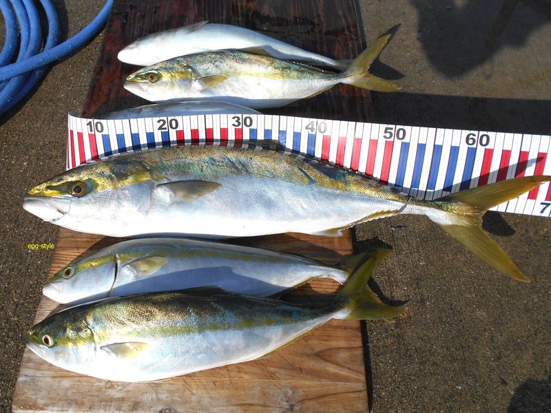 釣れた日の潮と月齢の傾向 満月の大潮はどうかな 釣れた日の潮と月齢の傾向 満月の大潮はどうかな