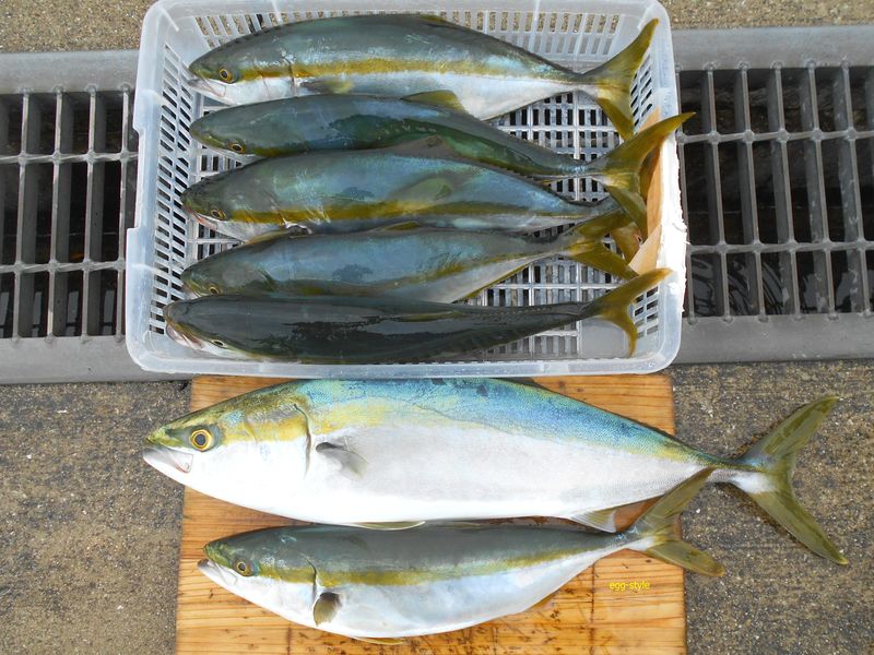 ボートでハマチ釣り 落とし込み釣りで狙う青物 家島諸島上島