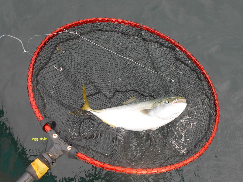 ボートでハマチ釣り 落とし込み釣りで狙う青物 家島諸島上島