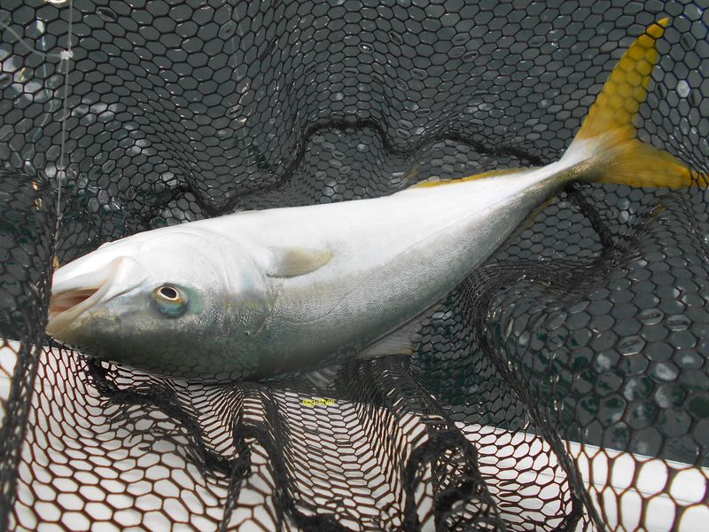 ボートでハマチ釣り 落とし込み釣りで狙う青物 家島諸島上島
