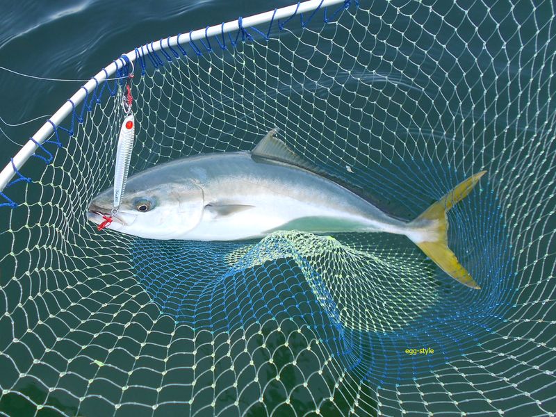 ボート釣りで青物を狙うジギングで快釣 今シーズン初のボートジギングで 強引を堪能する