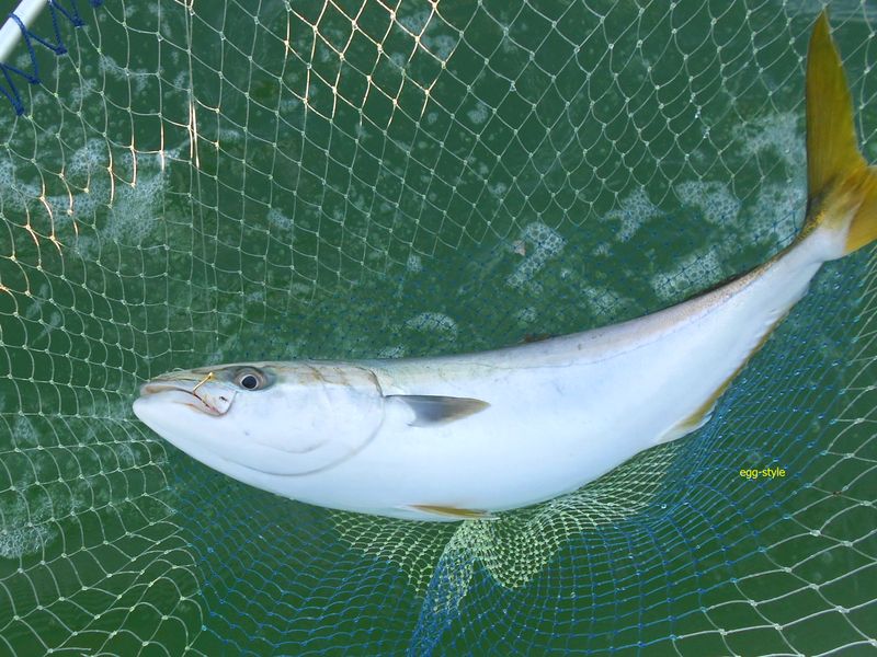 イカエサで狙うブリ 数より型を狙う明石沖のボート釣り