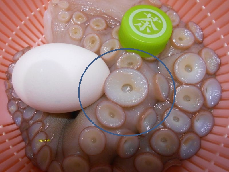 マダコのオスとメスは 吸盤で見分ける