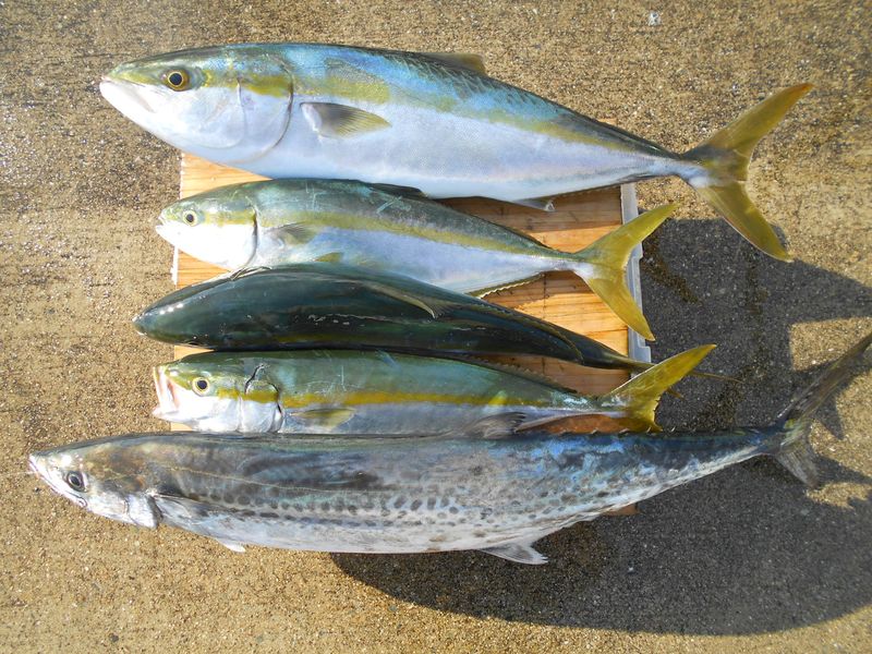 出世魚は 成長過程でで呼び名がサイズで変わる