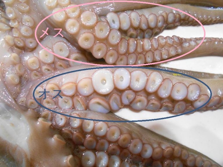 マダコのオスとメスは、吸盤で見分ける