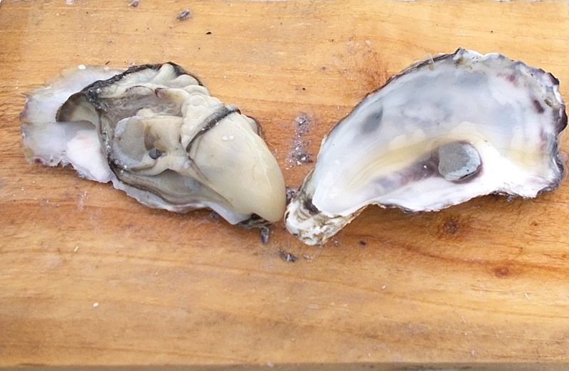 初めて牡蠣の殻むき。80個必死にむいて、ソテーにフライに食べるシーズンオフの楽しみ