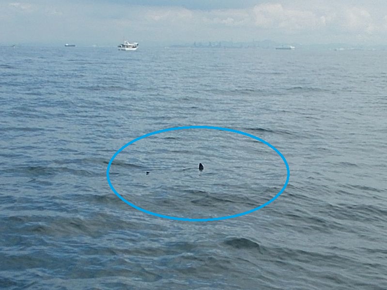 タコ釣りの最中に見たサメの背びれと尾ひれ。1m以上の魚体も見えゆっくりと泳いでいた