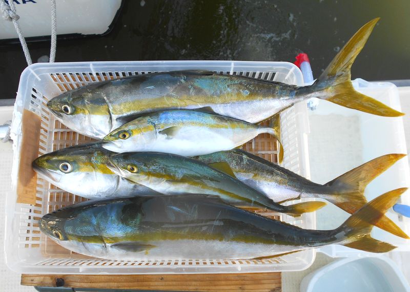 ボート釣りの狙いもの 21 8月の播磨灘で釣りを考察