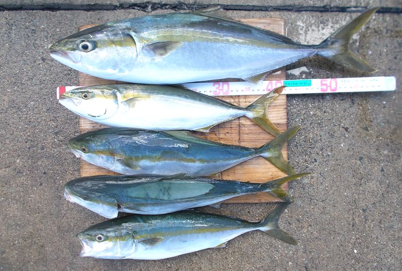 明石沖 チョクリ釣り 落とし込み釣りでハマチを狙うボート釣り 9 6