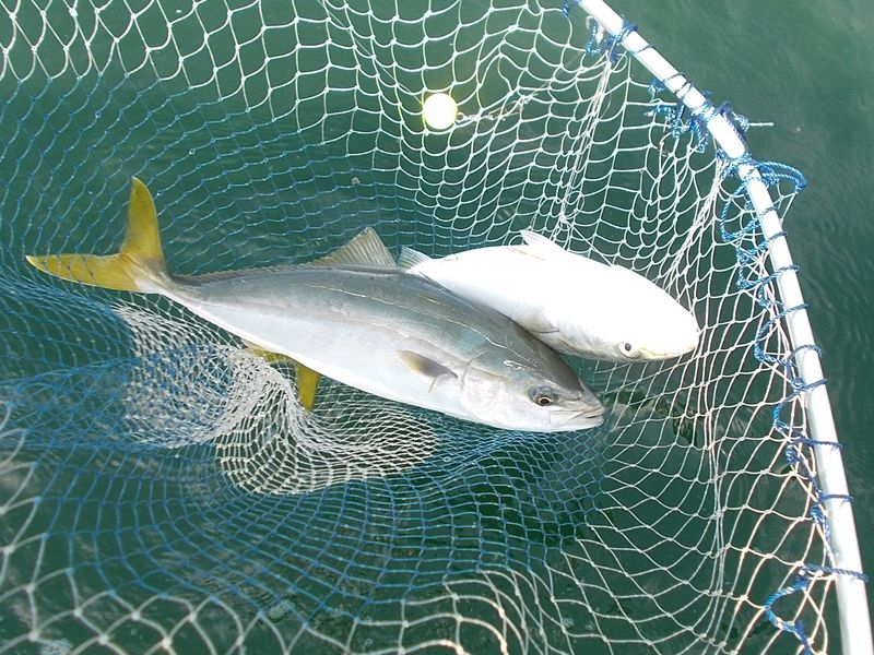 明石沖 チョクリ釣り 落とし込み釣りでハマチを狙うボート釣り 9 6