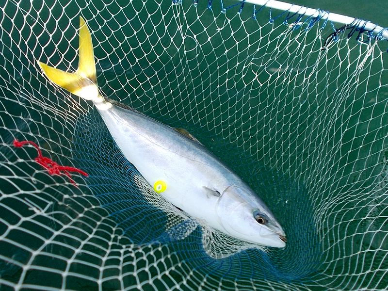 落とし込み釣りで家島諸島のメジロをボートで釣る 9