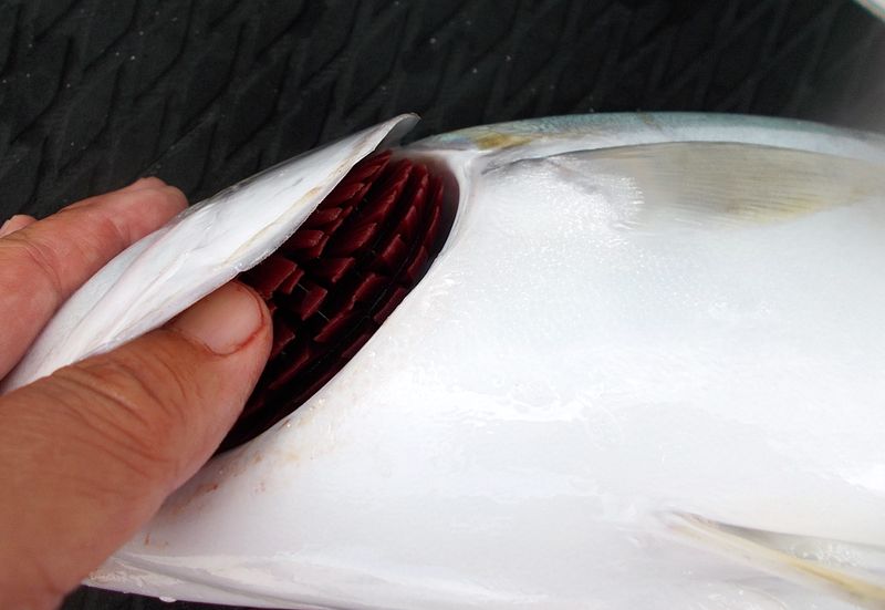 釣った魚を締める 青物で簡単に効果ある血抜き方法