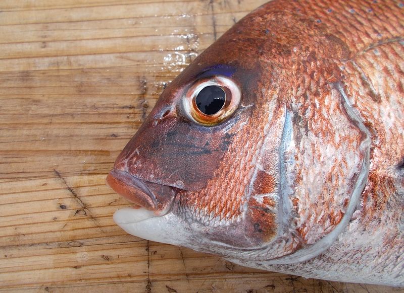 Meikeimaru ボート釣りの狙いもの 22 2月の播磨灘で釣りを考察 Meikeimaru ボート釣りの狙いもの 22 2月の播磨灘で釣りを考察