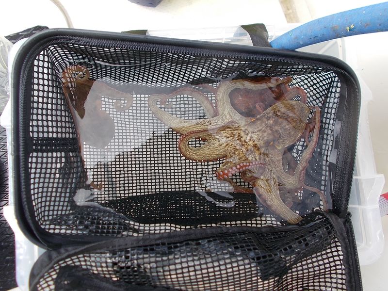 海水ポンプをイケス内に設置 これは便利 常時かけ流しできる