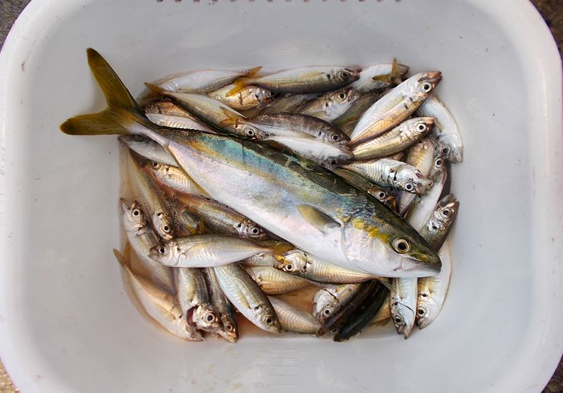 小アジの調査釣行どこにいるのか貴重な活きエサ小アジ 8 8