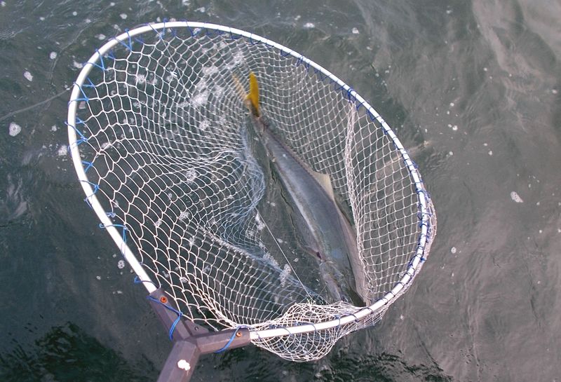 家島諸島の落とし込みで青物狙いのボート釣り開始初戦上々