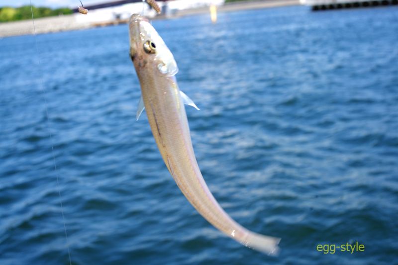 シロギス釣りは、夏の人気者で楽しい