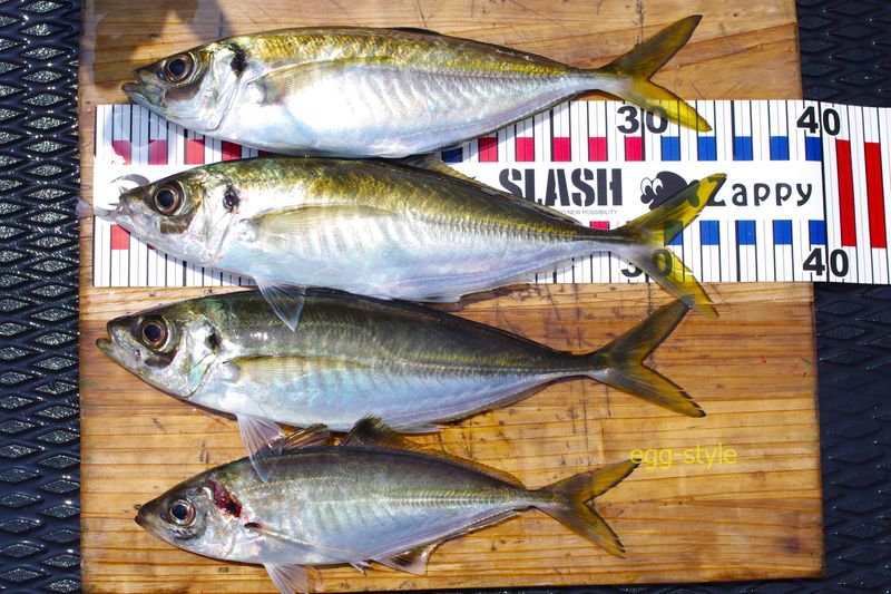 尺サイズのアジ　魅力あふれる釣りで晩ごはん食べたい