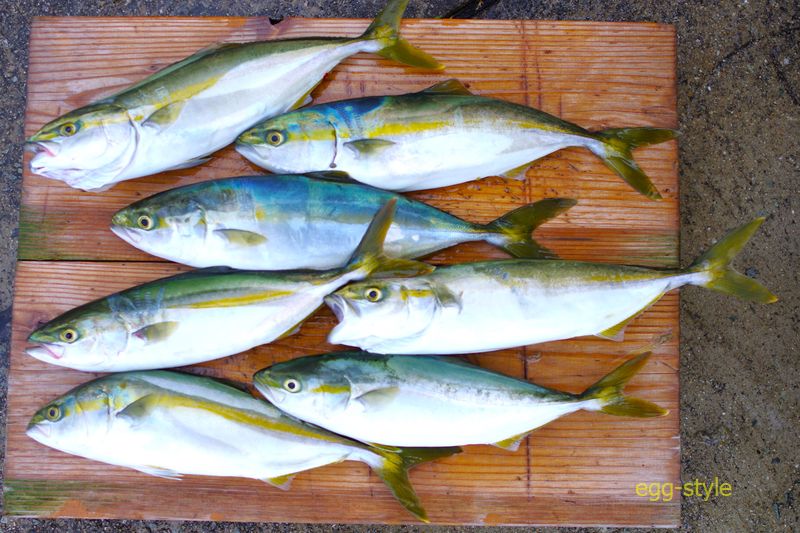 本日の釣果　2時間限定朝の釣り　手探りの初物