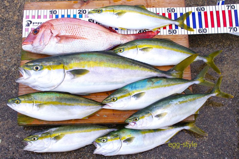 本日の釣果　多彩にそろいました　かなり満足の釣果です