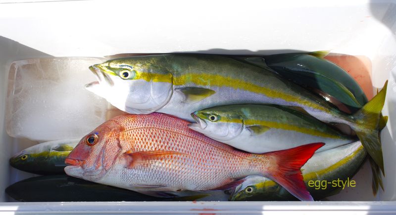 ツバス釣っていて　メジロにマダイのゲスト　いいですねー