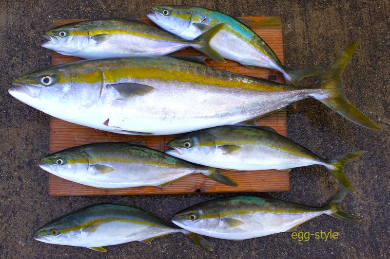 本日の釣果　ハマチだって尺半でも小さく見える質感の違い