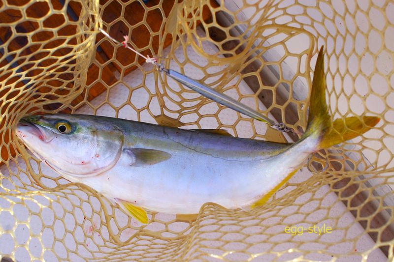 ハマチは楽しく釣れ、おいしいので好きな魚