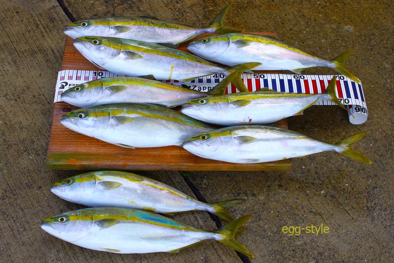 本日の釣果　いろいろ事情があって、また釣り過ぎをしました