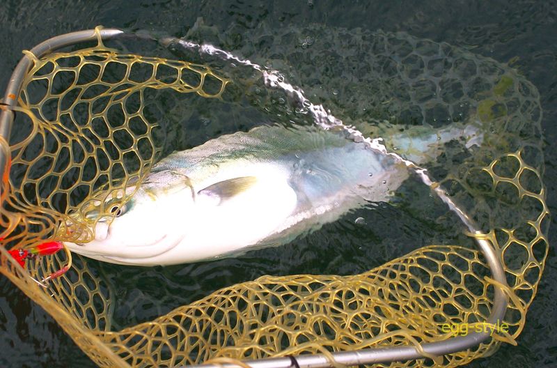 食いしん坊は、メジロよりこのサイズのハマチがおいしいので好きだ