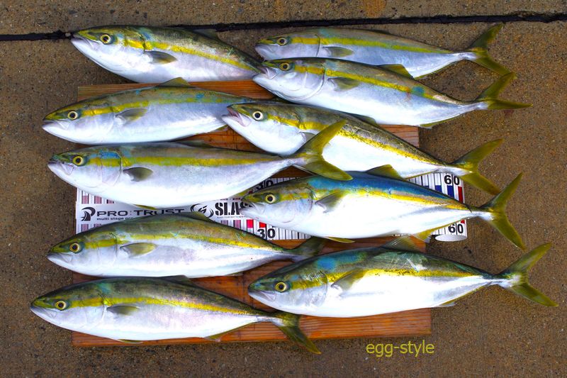 本日の釣果　釣り過ぎ反省しながらも　たくさん食べます