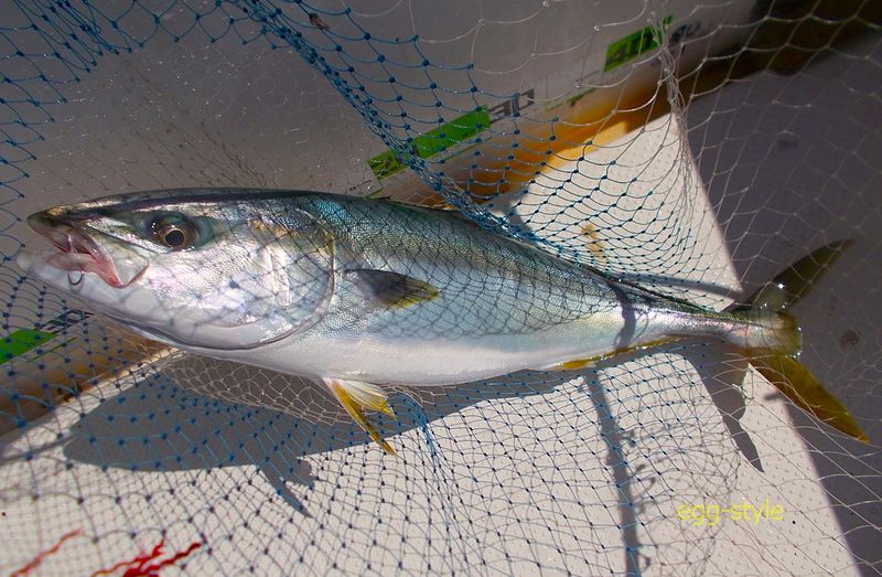 青物狙いの多彩な釣り方の興味は尽きない