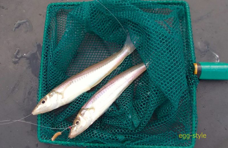 シロギス釣りは、奥の深さがおもしろく　清涼な釣りだ