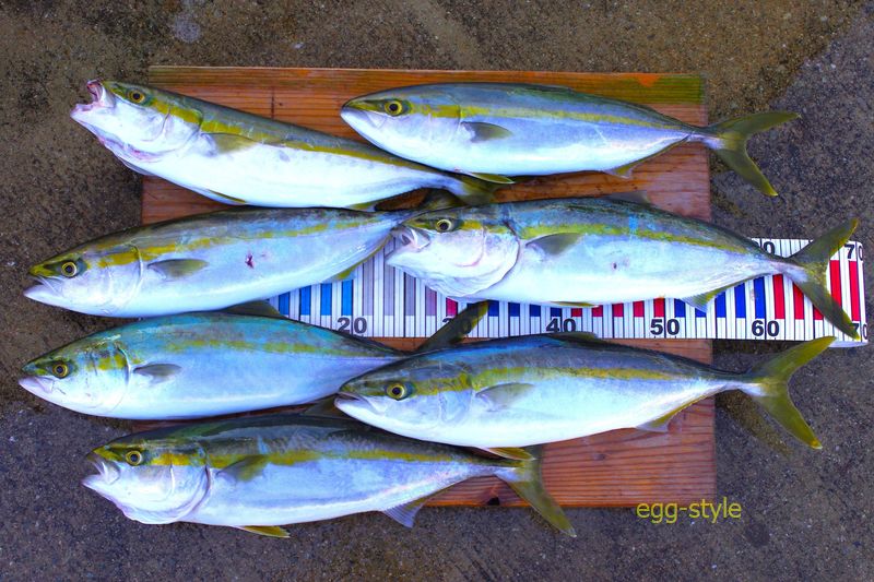 本日の釣果　とりあえずバラしても帳尻合わせのできた幸運に感謝