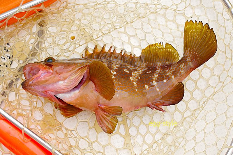 大きくはないけれど食べたい魚のひとつ　煮つけが楽しみ