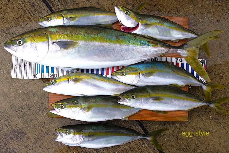 欲深くハマチを釣って、よくもまあブリも釣れたもんだ