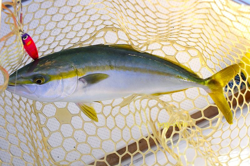 meikeimaru ボート釣りの狙いもの 2024/12月の播磨灘で釣りを考察