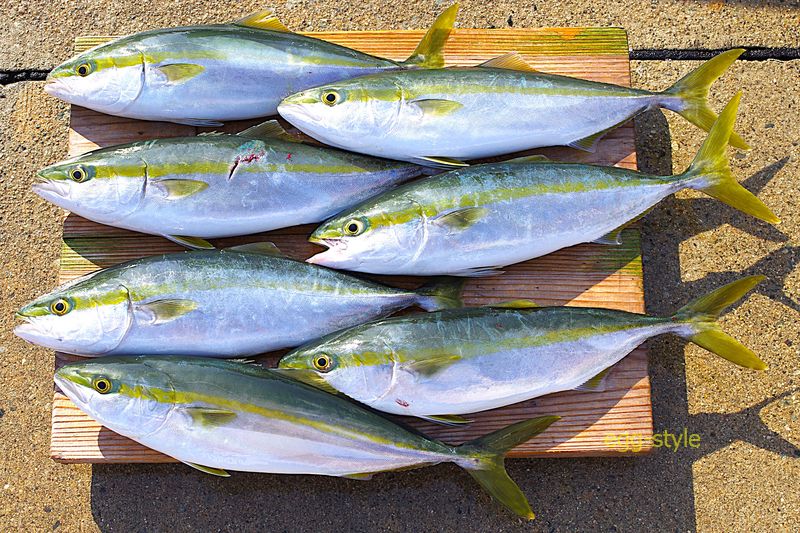 本日の釣果　制限しないとハマチ御殿になってしまいます